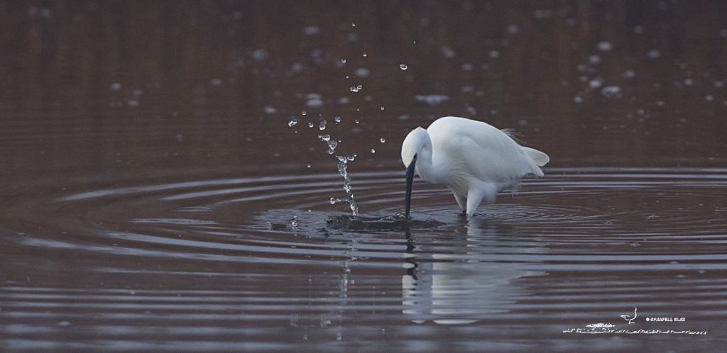 386 - Aigrette garzette