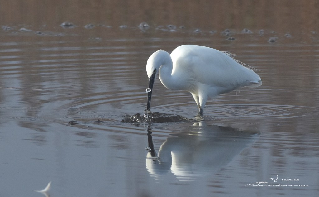386 - Aigrette garzette