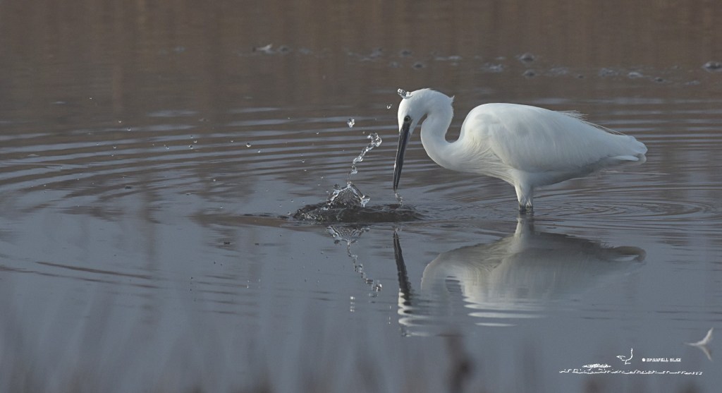 386 - Aigrette garzette