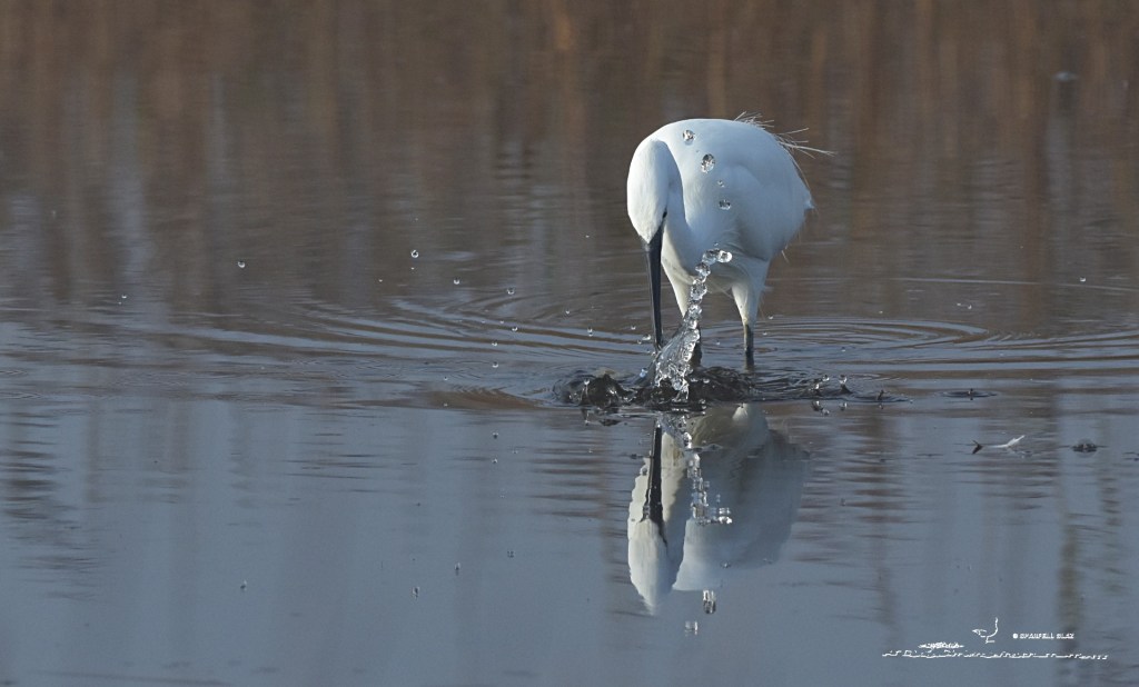 386 - Aigrette garzette