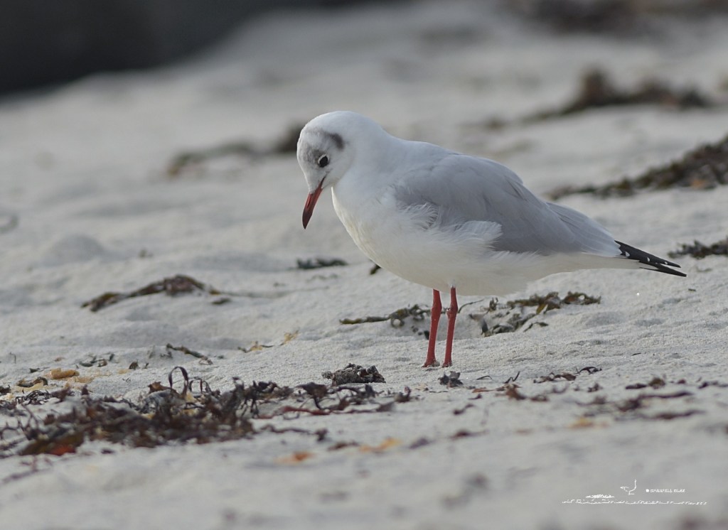 394 - Mouette rieuse