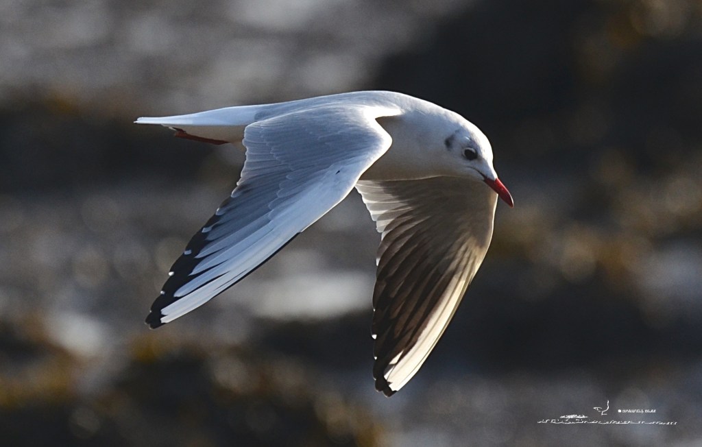 394 - Mouette rieuse