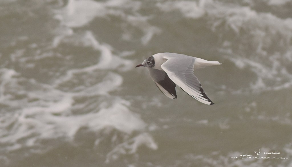 394 - Mouette rieuse