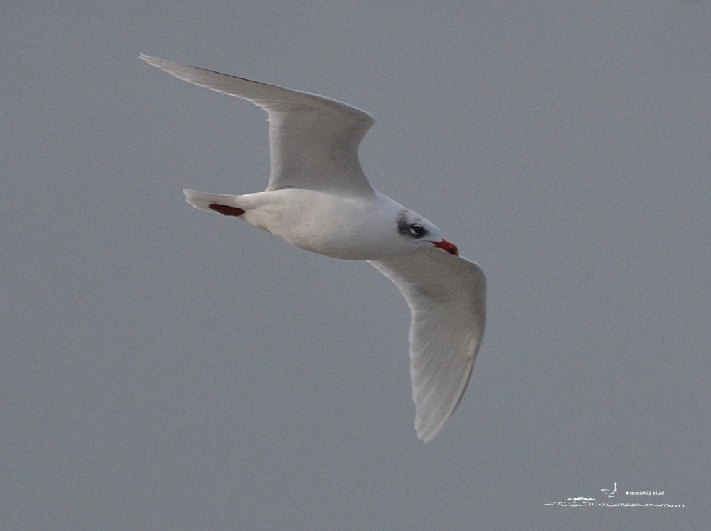 394 - Mouette mélanocéphale