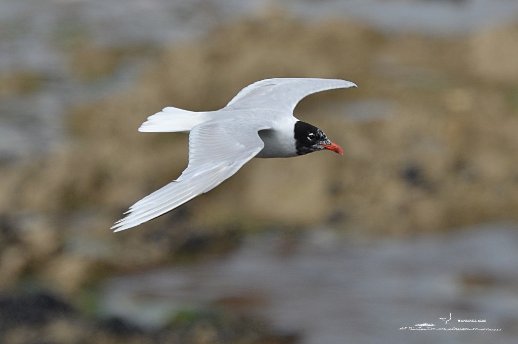 394 - Mouette mélanocéphale