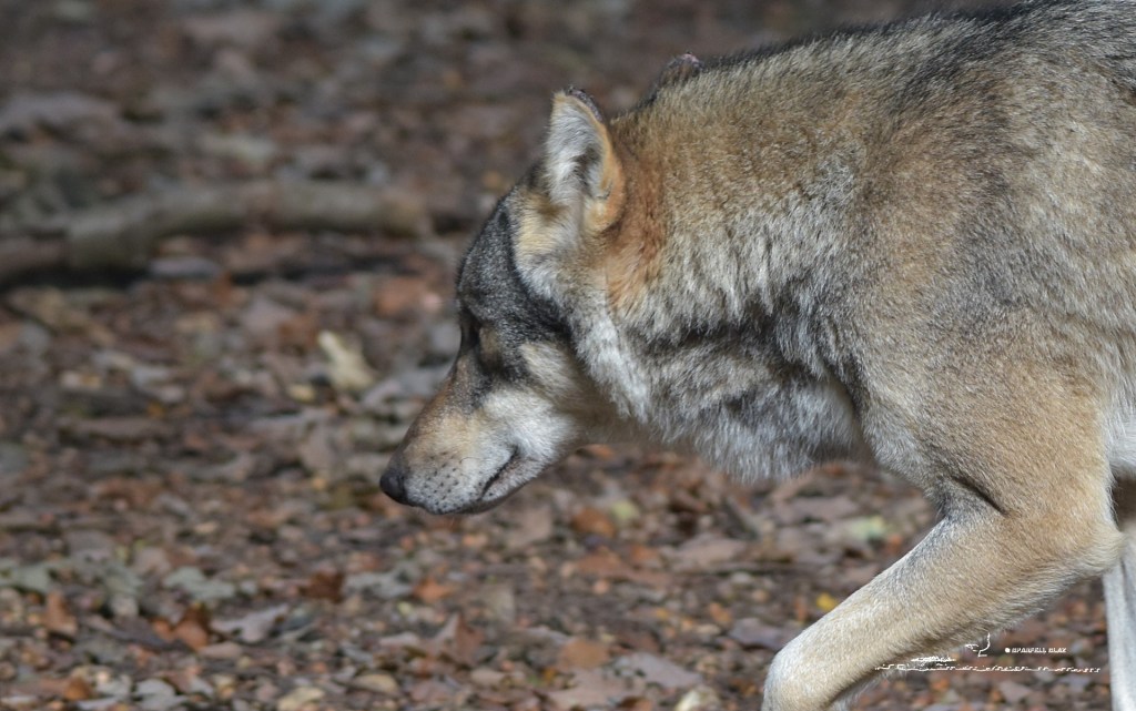 396 - Loup gris