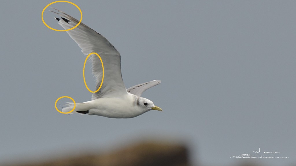 398 - Mouette tridactyle