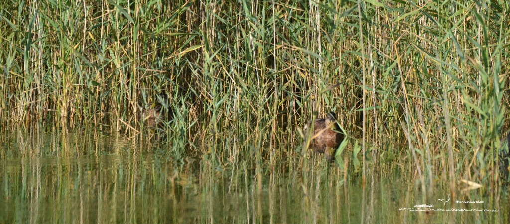 398 - Canard colvert