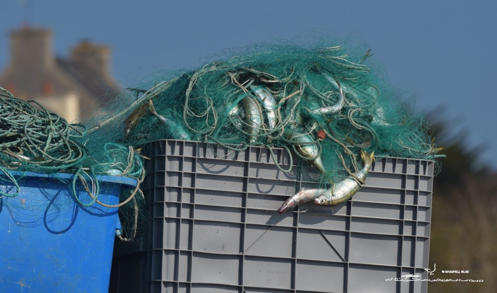 poissons morts dans un filet de pêche à quai