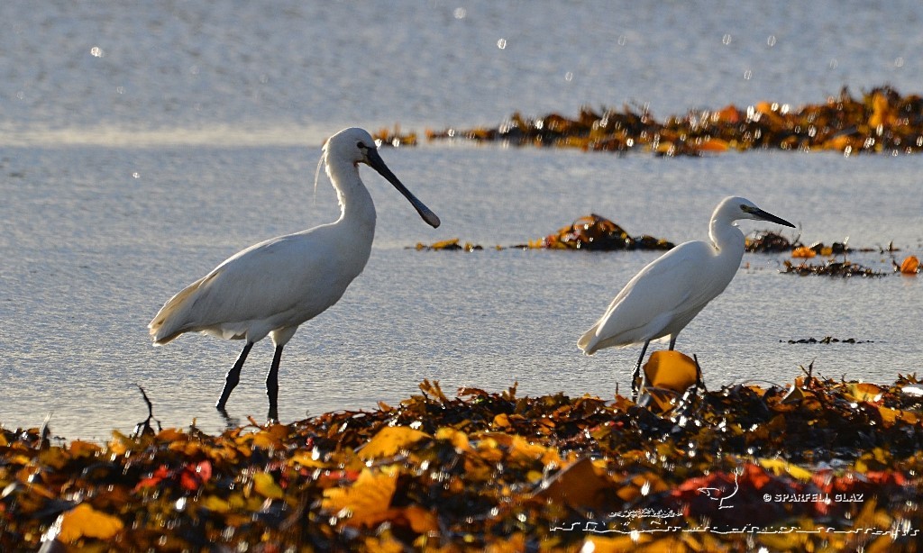une spatule blanche et une aigrette garzette côte à côte dans les goémons