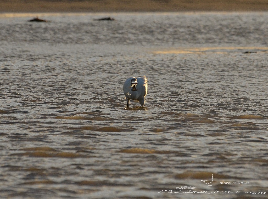 spatule blanche à la pêche dans un ruisseau