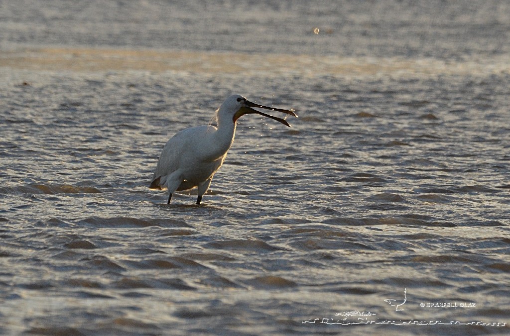 spatule blanche à la pêche dans un ruisseau