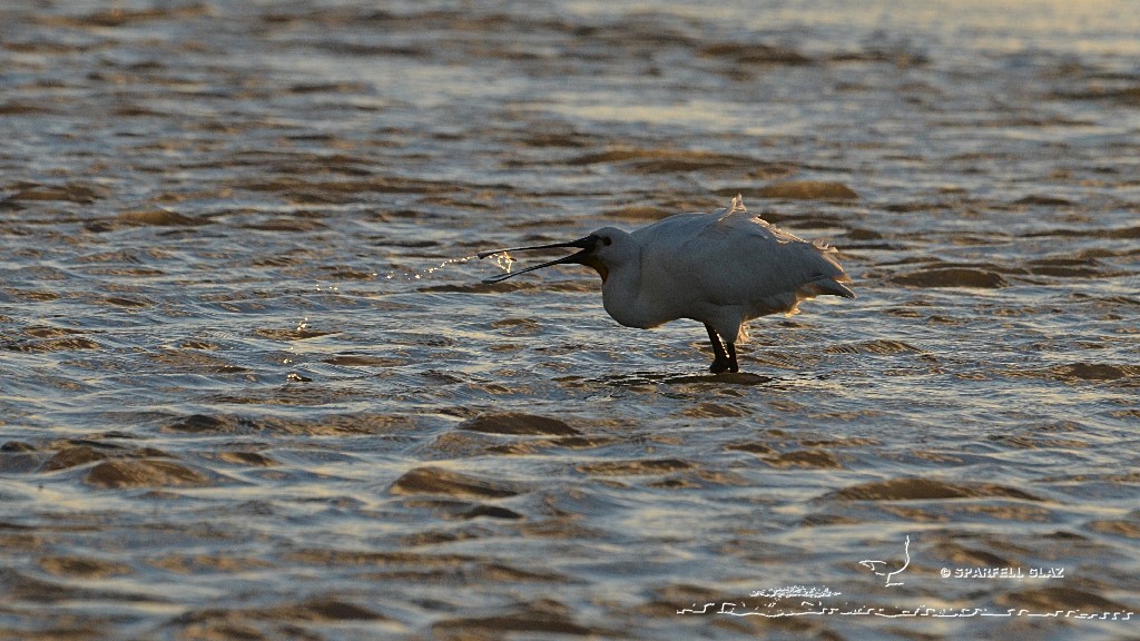spatule blanche à la pêche dans un ruisseau