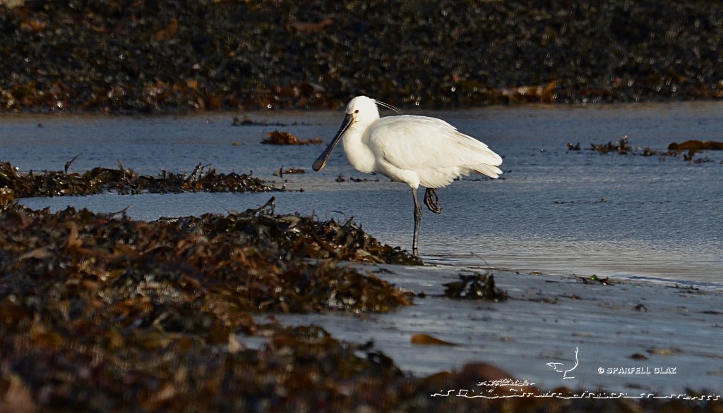 spatule blanche au repos sur une plage