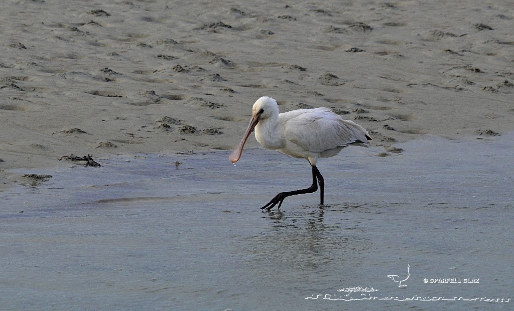 jeune spatule blanche sur une plage