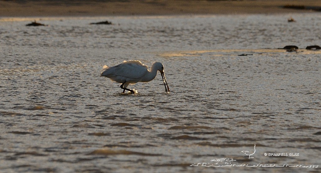 spatule blanche à la pêche dans un ruisseau
