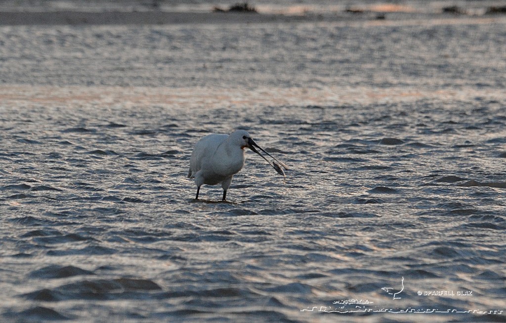 spatule blanche à la pêche dans un ruisseau