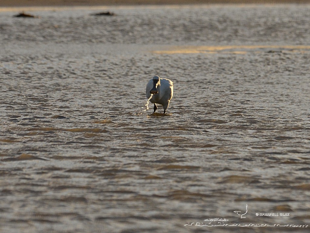 spatule blanche à la pêche dans un ruisseau