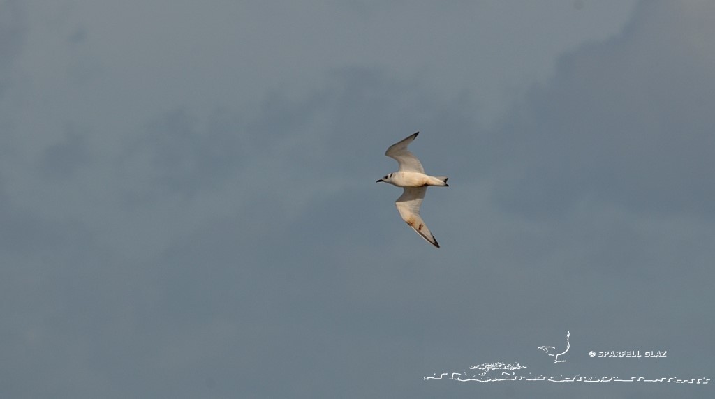 jeune mouette tridactyle mazoutée