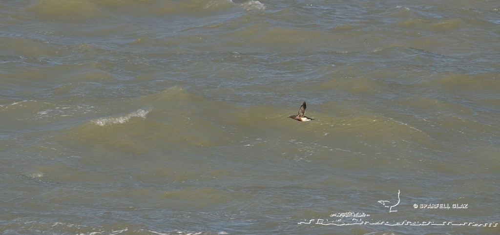 guillemot de Troïl mazouté en vol