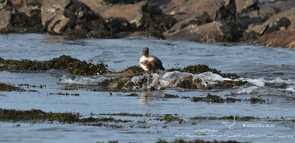 guillemot de Troïl mazouté échoué sur une plage