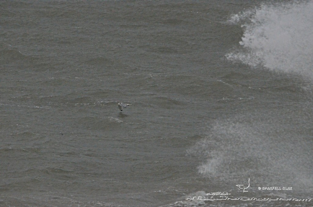 mouette tridactyle en migration