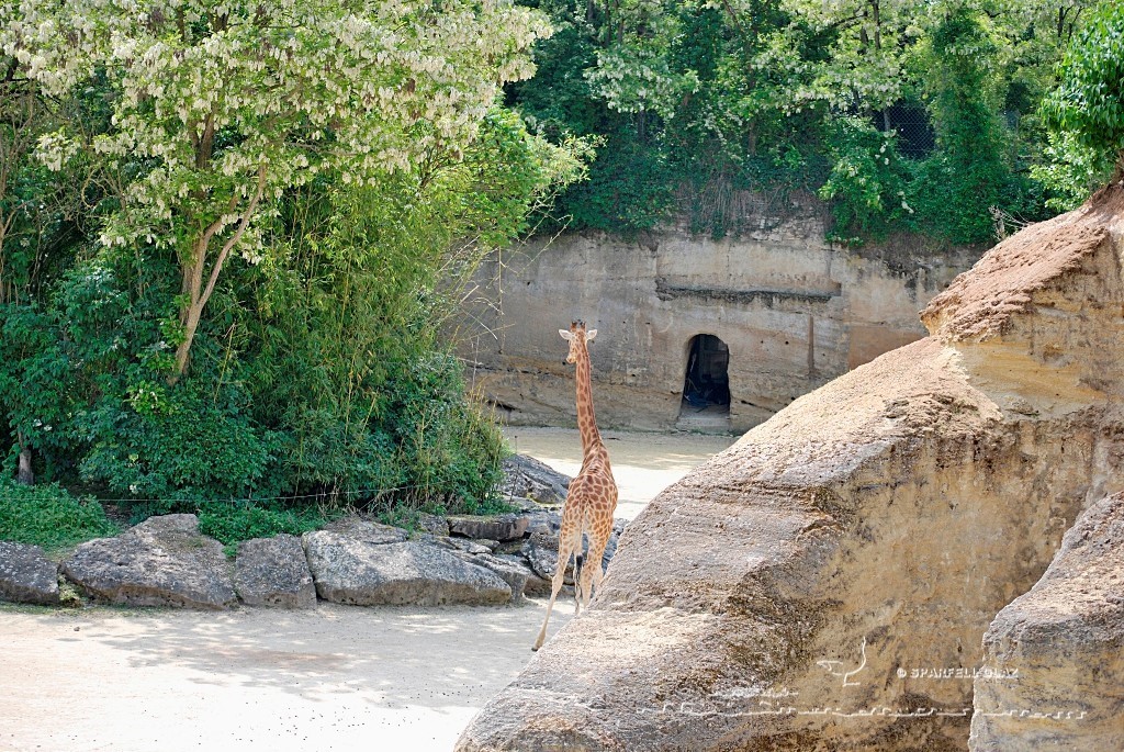 girafe au parc de Doué-La-Fontaine