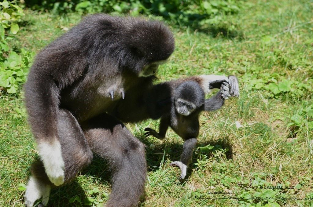 gibbons à mains blanches 