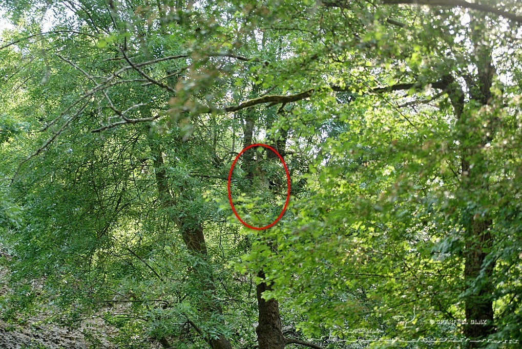 panthère des neiges au parc de Doué-La-Fontaine