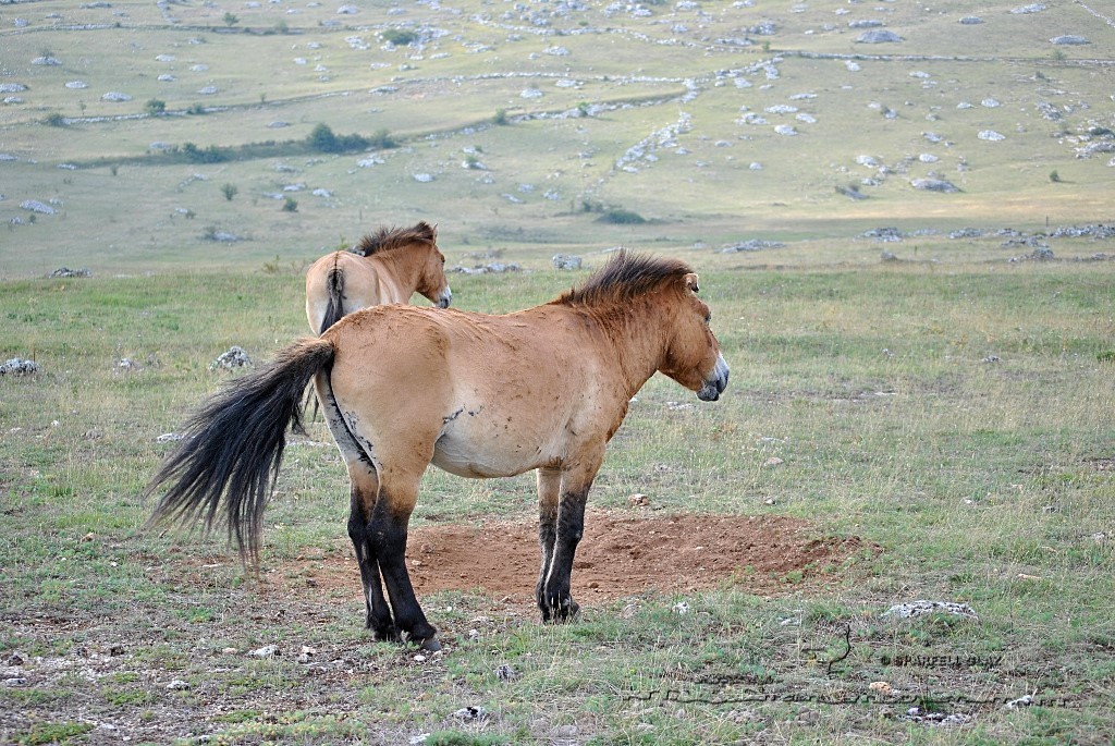 chevaux de Przewalski sur le Causse Méjean