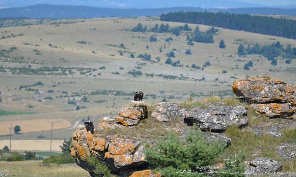 gypaètes barbus sur le Causse Méjean