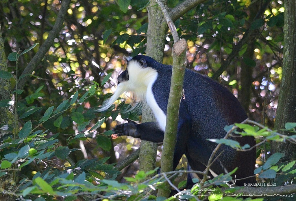 cercopithèque roloway