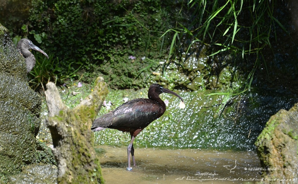 ibis falcinelle