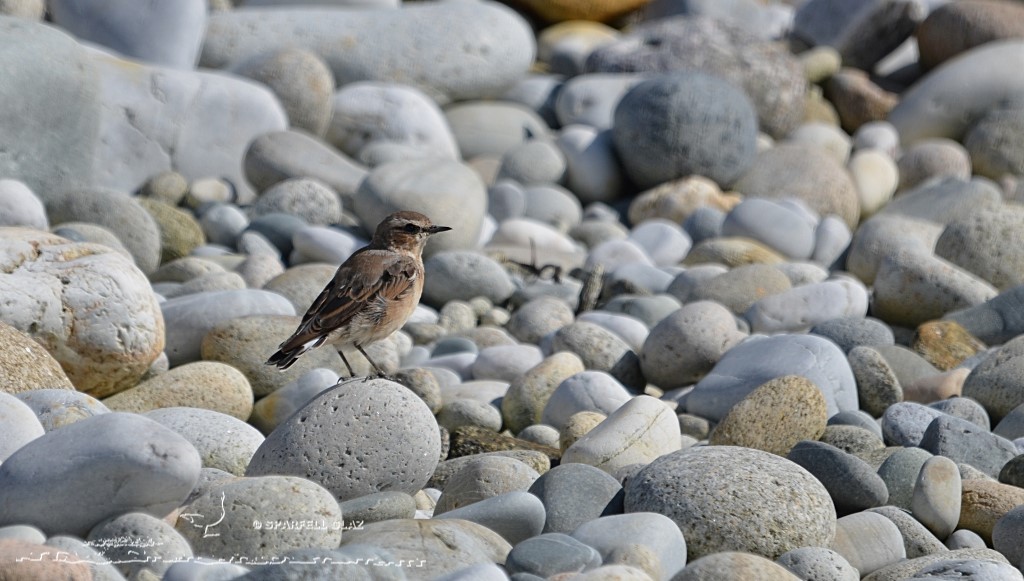 traquet motteux en mue sur une plage