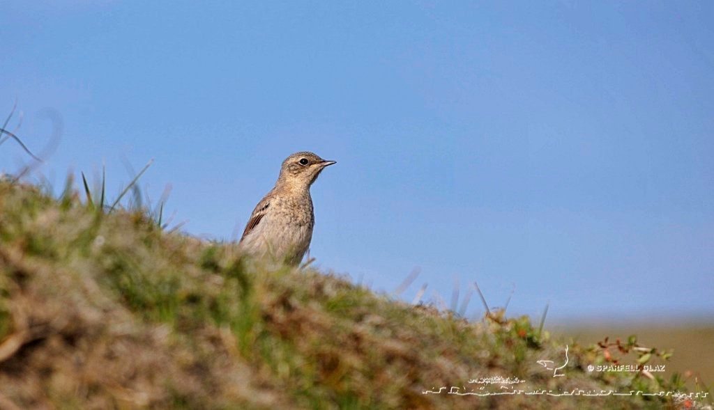 jeune traquet motteux sur la dune