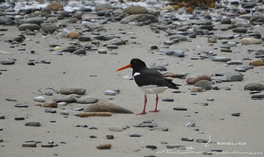huîtrier pie sur une plage