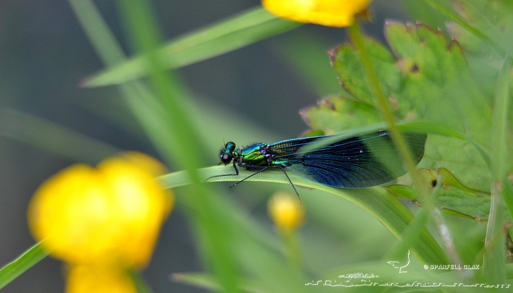 demoiselle au repos au bord de l'eau