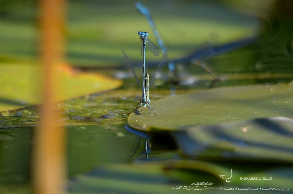 tandem de demoiselles en cours de ponte dans une mare