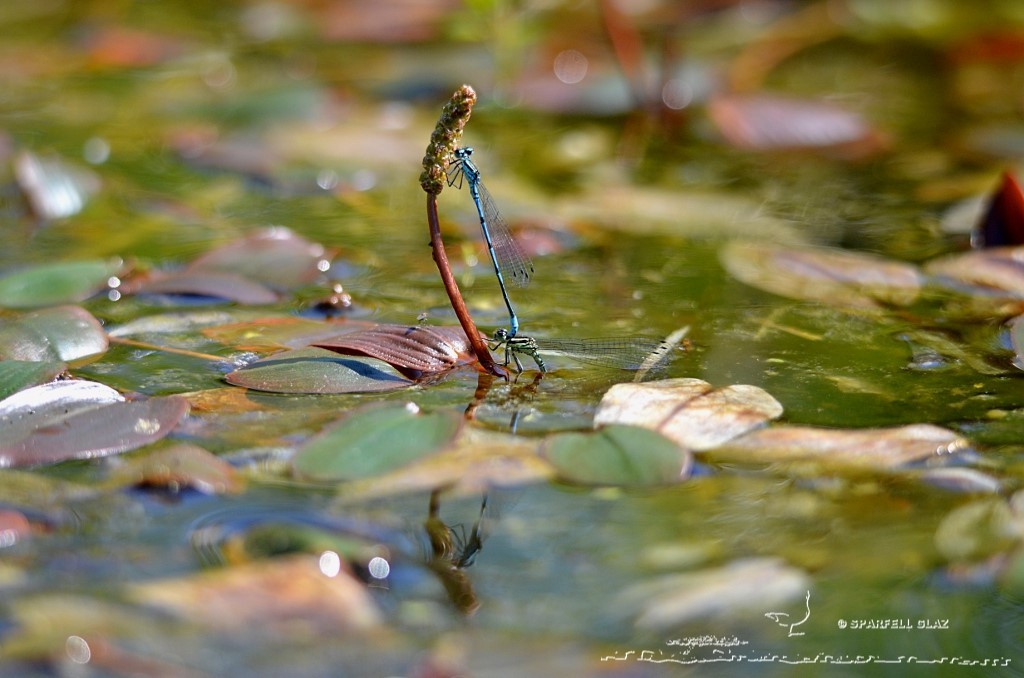 tandem de demoiselles en cours de ponte dans une mare