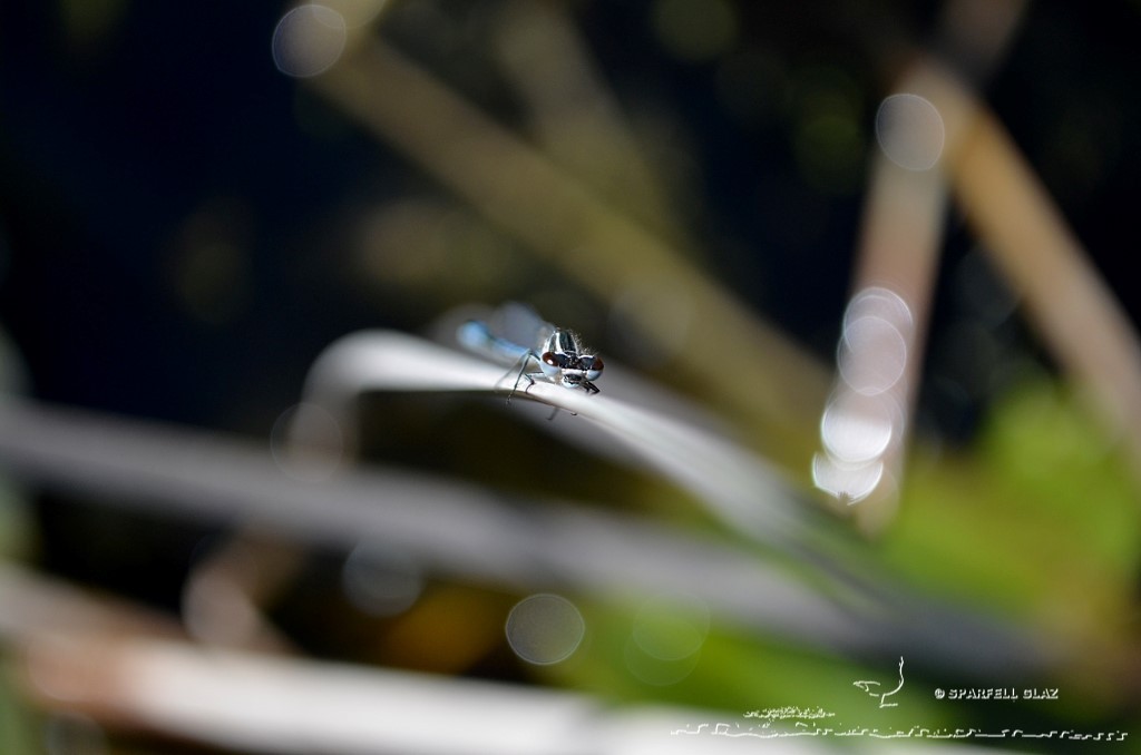 demoiselle au repos sur une tige sèche