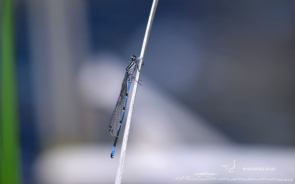 demoiselle au repos sur une tige sèche