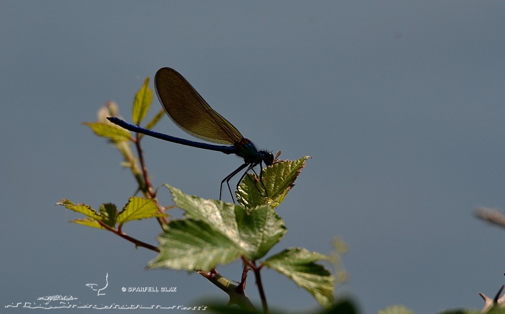 demoiselle mangeant un moucheron au bord de l'eau