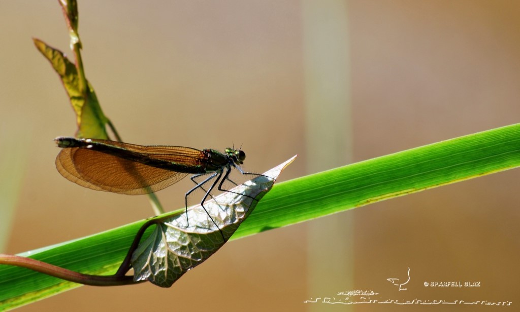 demoiselle au repos au bord de l'eau