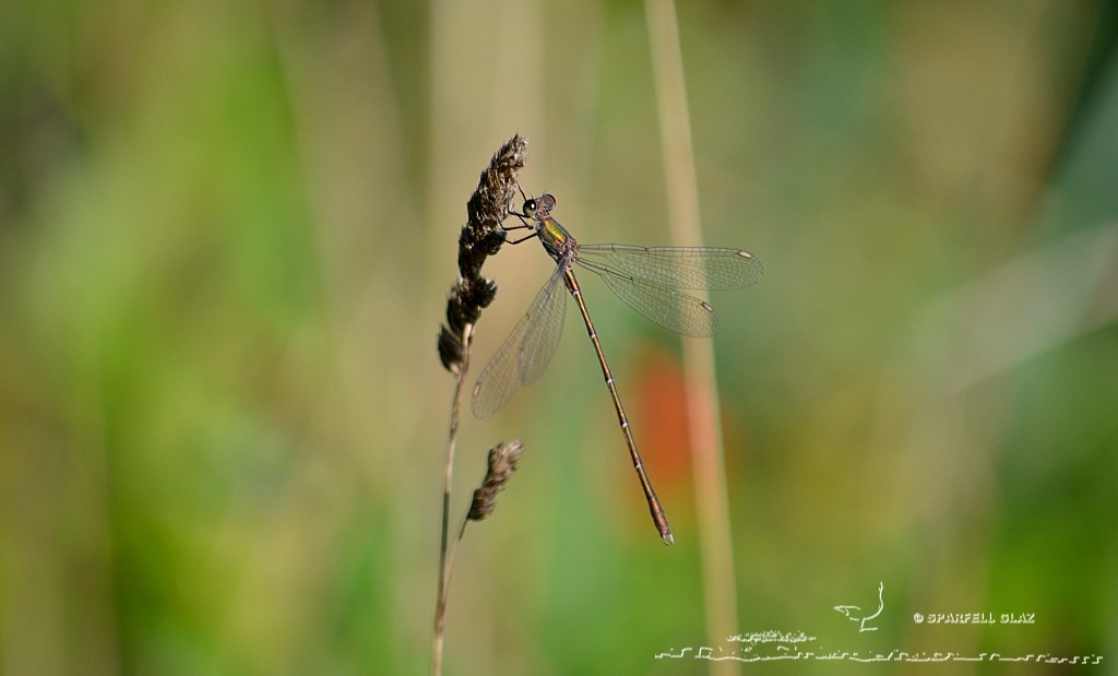 demoiselle au repos au bord de l'eau