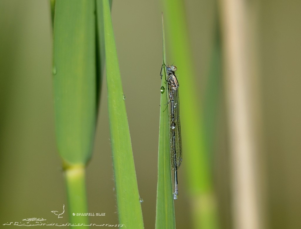 demoiselle au repos au bord de l'eau