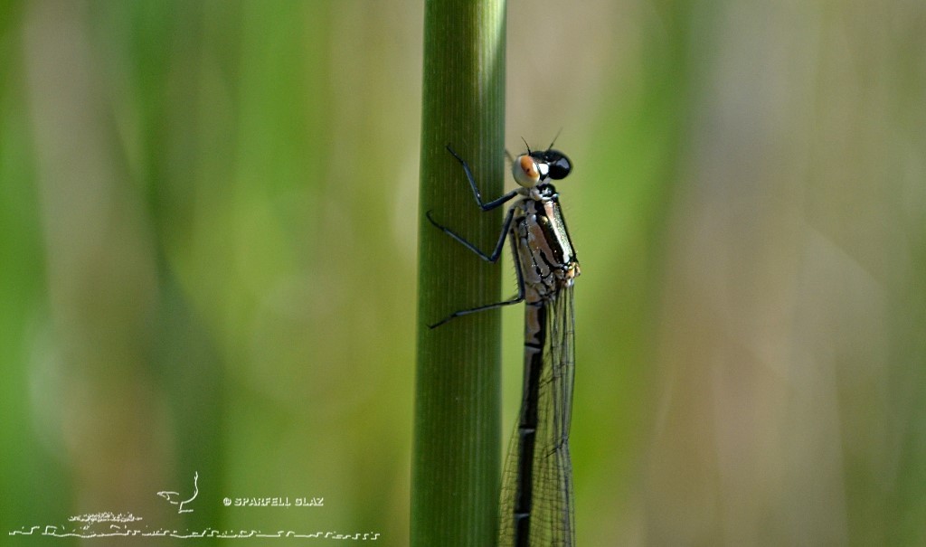 demoiselle au repos au bord de l'eau