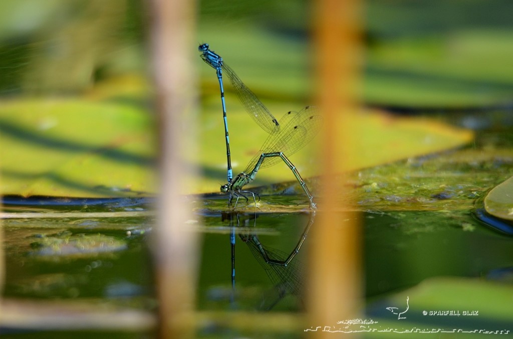 tandem de demoiselles en cours de ponte dans une mare