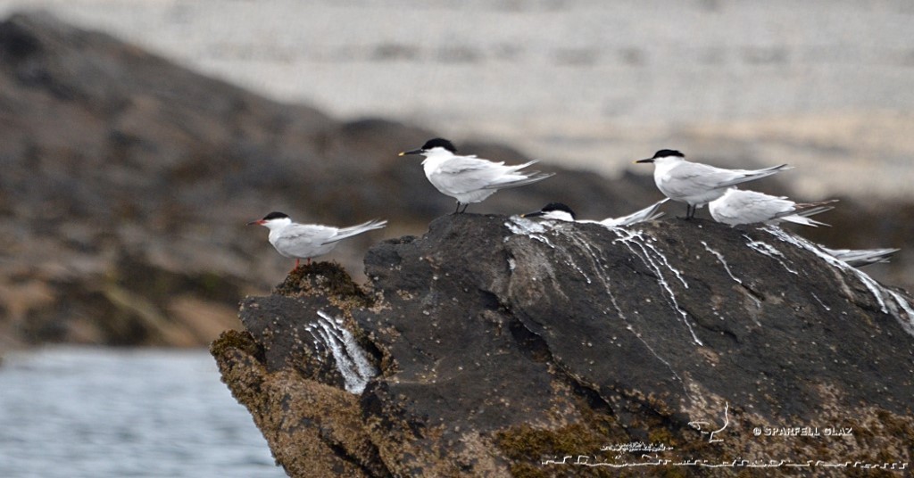 sterne pierregarin et sternes caugeks sur une roche en bord de mer
