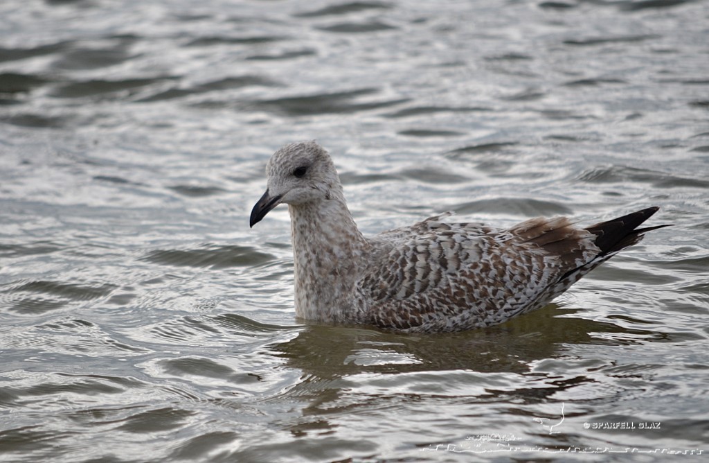 jeune goéland argenté