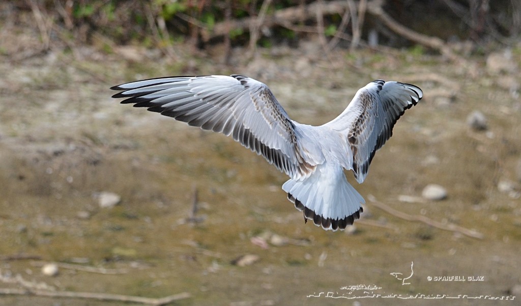 mouette rieuse immature en vol stationnaire
